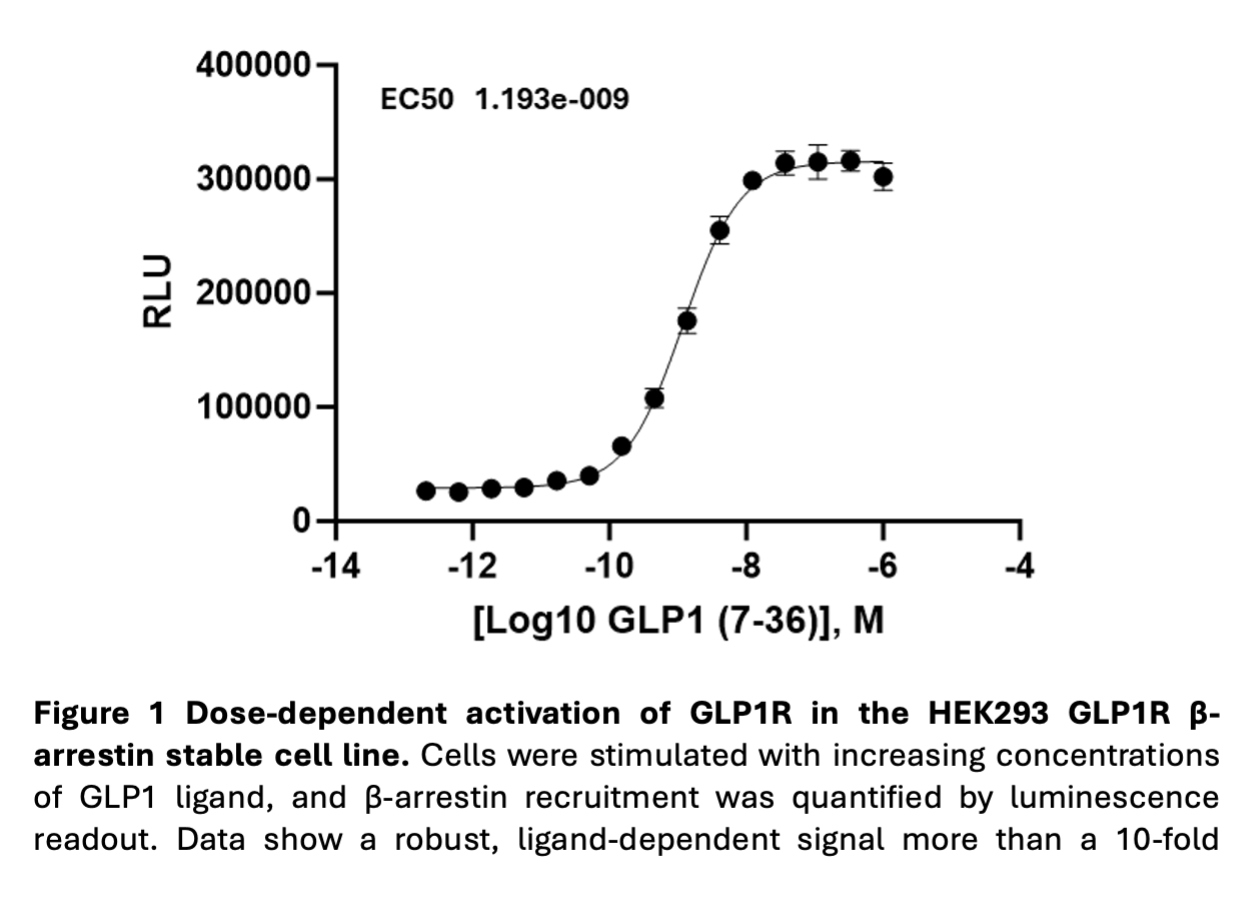 HEK293 GLP1R β Arrestin Cell Line