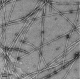 α-Synuclein(E46K) Pre-formed Fibrils (PFFs)