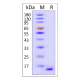 α-Synuclein(E46K) Monomer