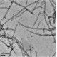 α-Synuclein(A53E) Pre-formed Fibrils (PFFs)