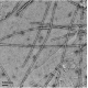α-Synuclein(A53T) Pre-formed Fibrils (PFFs)
