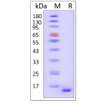 α-Synuclein (WT) Monomer