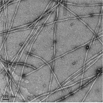 α-Synuclein(E46K) Pre-formed Fibrils (PFFs)
