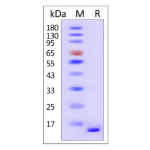 α-Synuclein(E46K) Monomer