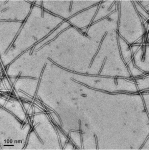 α-Synuclein(A53E) Pre-formed Fibrils (PFFs)