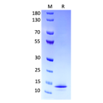 α-Synuclein(A53E) Monomer
