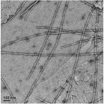 α-Synuclein(A53T) Pre-formed Fibrils (PFFs)