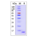 α-Synuclein(A53T) Monomer