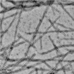 α-Synuclein(H50Q) Pre-formed Fibrils (PFFs)