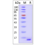α-Synuclein(H50Q) Monomer