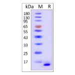 α-Synuclein(G51D) Monomer