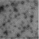 Human Amyloid Beta 1-40 oligomer