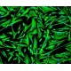 Human Hepatic Stellate Cells (Normal and NASH)