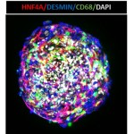 Human Hepatic Spheroid