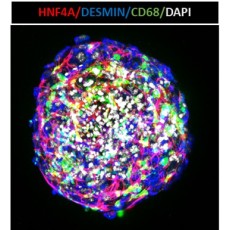 Human Hepatic Spheroid
