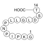 V5 Epitope Tag